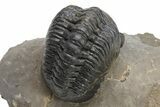 Detailed Reedops Trilobite - Aatchana, Morocco #225355-3
